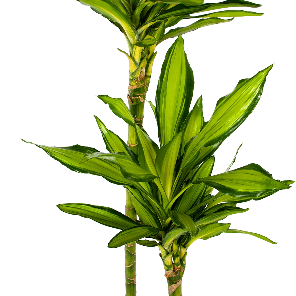 Dracaena Cintho - Op Stam - Drakenbloedboom - P24 H150 - Kamerplant 2 Dracaena Cintho - Op Stam - Drakenbloedboom - P24 H150 - Kamerplant - Afbeelding 2