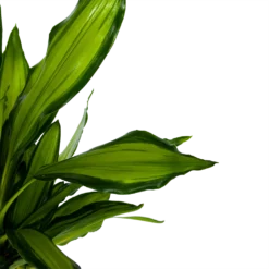 Dracaena Cintho - Op Stam - Drakenbloedboom - P24 H150 - Kamerplant 6 Dracaena Cintho - Op Stam - Drakenbloedboom - P24 H150 - Kamerplant -Goedkope Tuinbenodigdheden winkel dracaena cintho op stam drakenbloedboom p24 h150 6 1