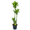 Dracaena Cintho - Op Stam - Drakenbloedboom - P27 H150 - Kamerplant