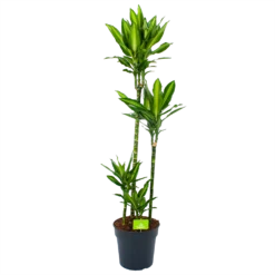 Dracaena Cintho - Op Stam - Drakenbloedboom - P27 H150 - Kamerplant
