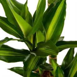 Dracaena Cintho - Op Stam - Drakenbloedboom - P27 H150 - Kamerplant 6 Dracaena Cintho - Op Stam - Drakenbloedboom - P27 H150 - Kamerplant -Goedkope Tuinbenodigdheden winkel dracaena cintho op stam drakenbloedboom p27 h150 6 1