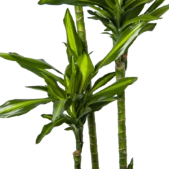 Dracaena Cintho - Op Stam - Drakenbloedboom - P27 H190 - Kamerplant 6 Dracaena Cintho - Op Stam - Drakenbloedboom - P27 H190 - Kamerplant -Goedkope Tuinbenodigdheden winkel dracaena cintho op stam drakenbloedboom p27 h190 6
