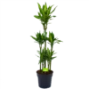 Dracaena Cintho - Op Stam - Drakenbloedboom - P31 H150 - Kamerplant