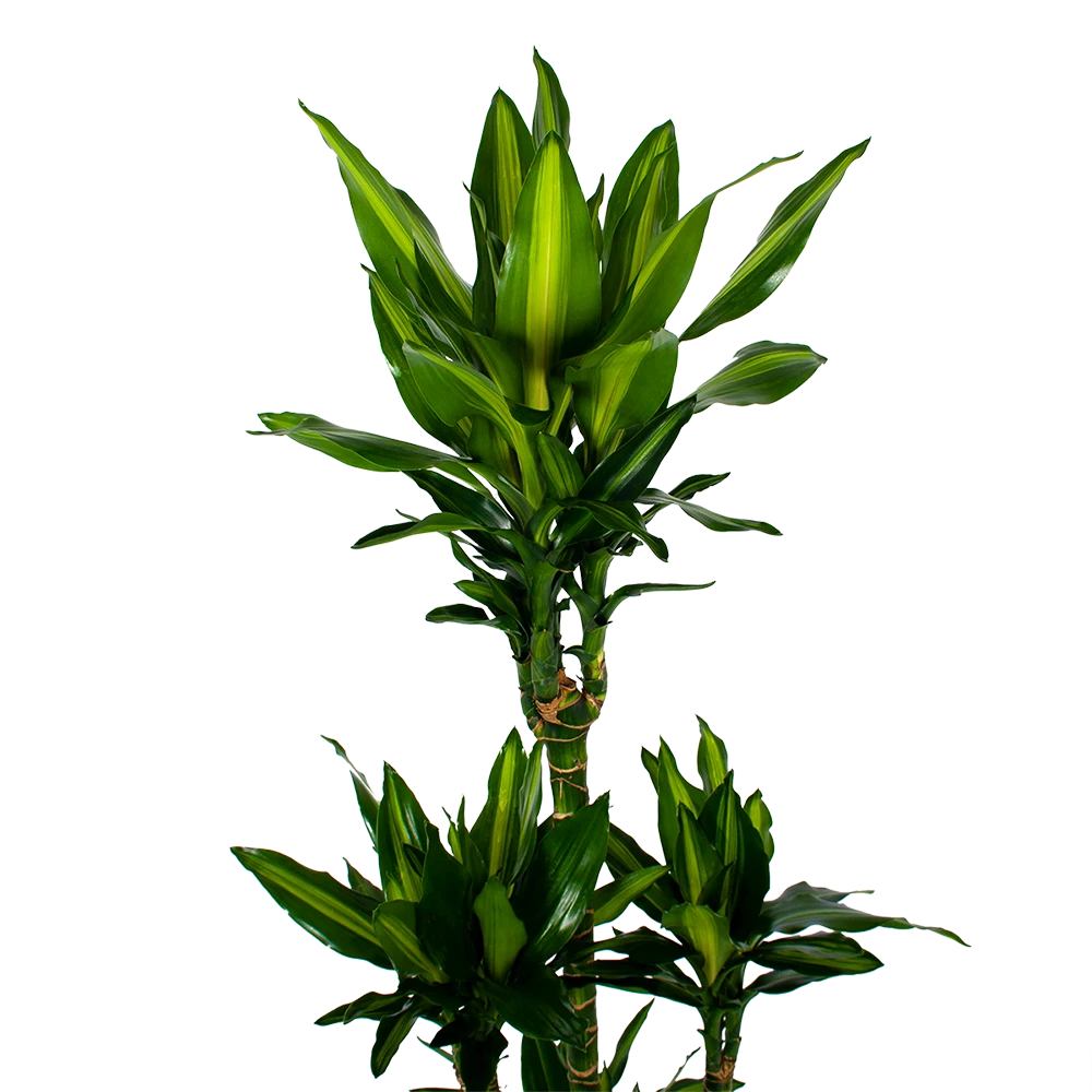 Dracaena Cintho - Op Stam - Drakenbloedboom - P31 H150 - Kamerplant 2 Dracaena Cintho - Op Stam - Drakenbloedboom - P31 H150 - Kamerplant - Afbeelding 2