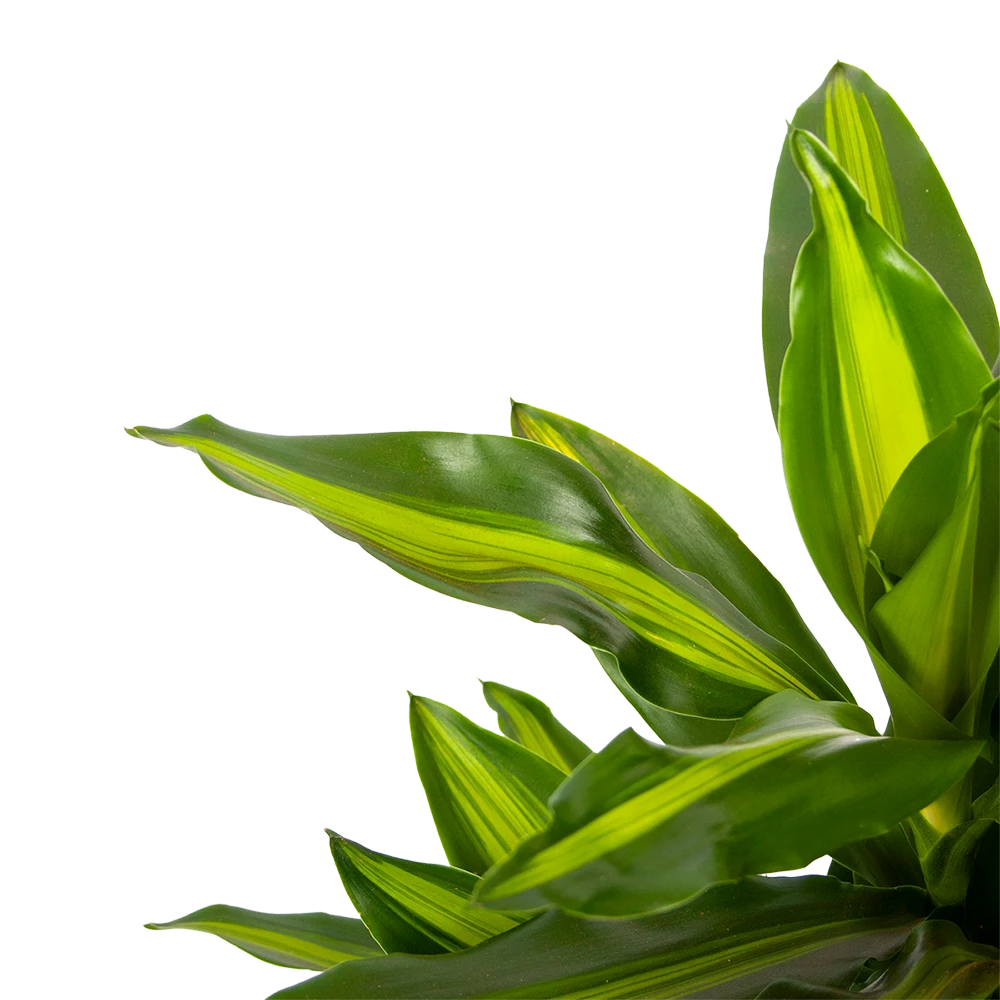 Dracaena Cintho - Vertakt - Drakenbloedboom - P21 H70 - Kamerplant 2 Dracaena Cintho - Vertakt - Drakenbloedboom - P21 H70 - Kamerplant - Afbeelding 2