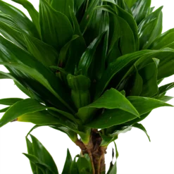 Dracaena Compacta - Op Stam - Drakenbloedboom - P17 H55 - Kamerplant -Goedkope Tuinbenodigdheden winkel dracaena compacta drakenbloedboom p17 h55 5