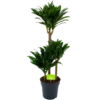 Dracaena Compacta - Op Stam - Drakenbloedboom - P21 H100 - Kamerplant