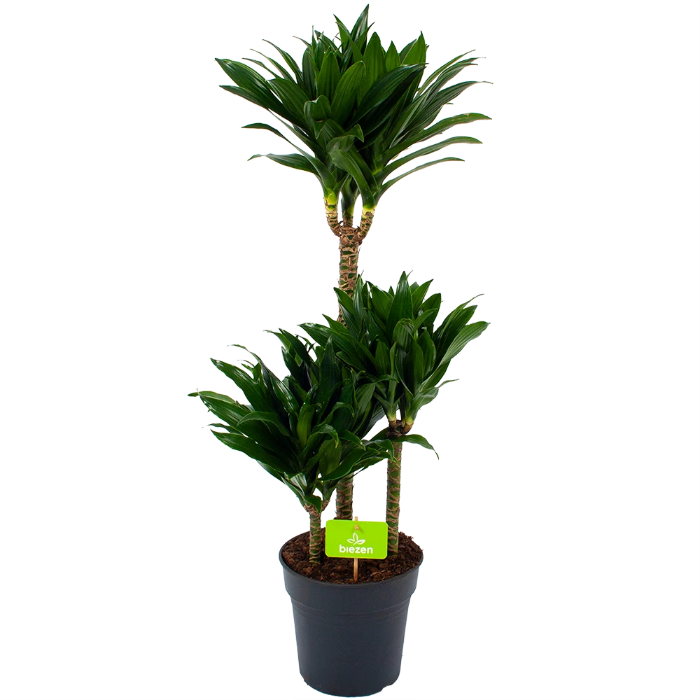 Dracaena Compacta - Op Stam - Drakenbloedboom - P21 H100 - Kamerplant 1 Dracaena Compacta - Op Stam - Drakenbloedboom - P21 H100 - Kamerplant
