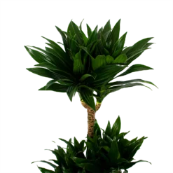 Dracaena Compacta - Op Stam - Drakenbloedboom - P21 H100 - Kamerplant 5 Dracaena Compacta - Op Stam - Drakenbloedboom - P21 H100 - Kamerplant -Goedkope Tuinbenodigdheden winkel dracaena compacta op stam drakenbloedboom p21 h100 5
