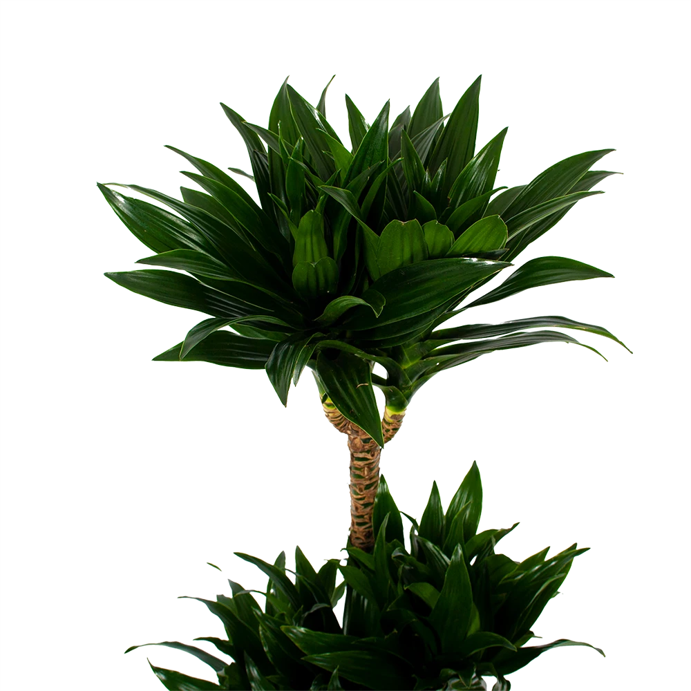 Dracaena Compacta - Op Stam - Drakenbloedboom - P21 H100 - Kamerplant 2 Dracaena Compacta - Op Stam - Drakenbloedboom - P21 H100 - Kamerplant - Afbeelding 2