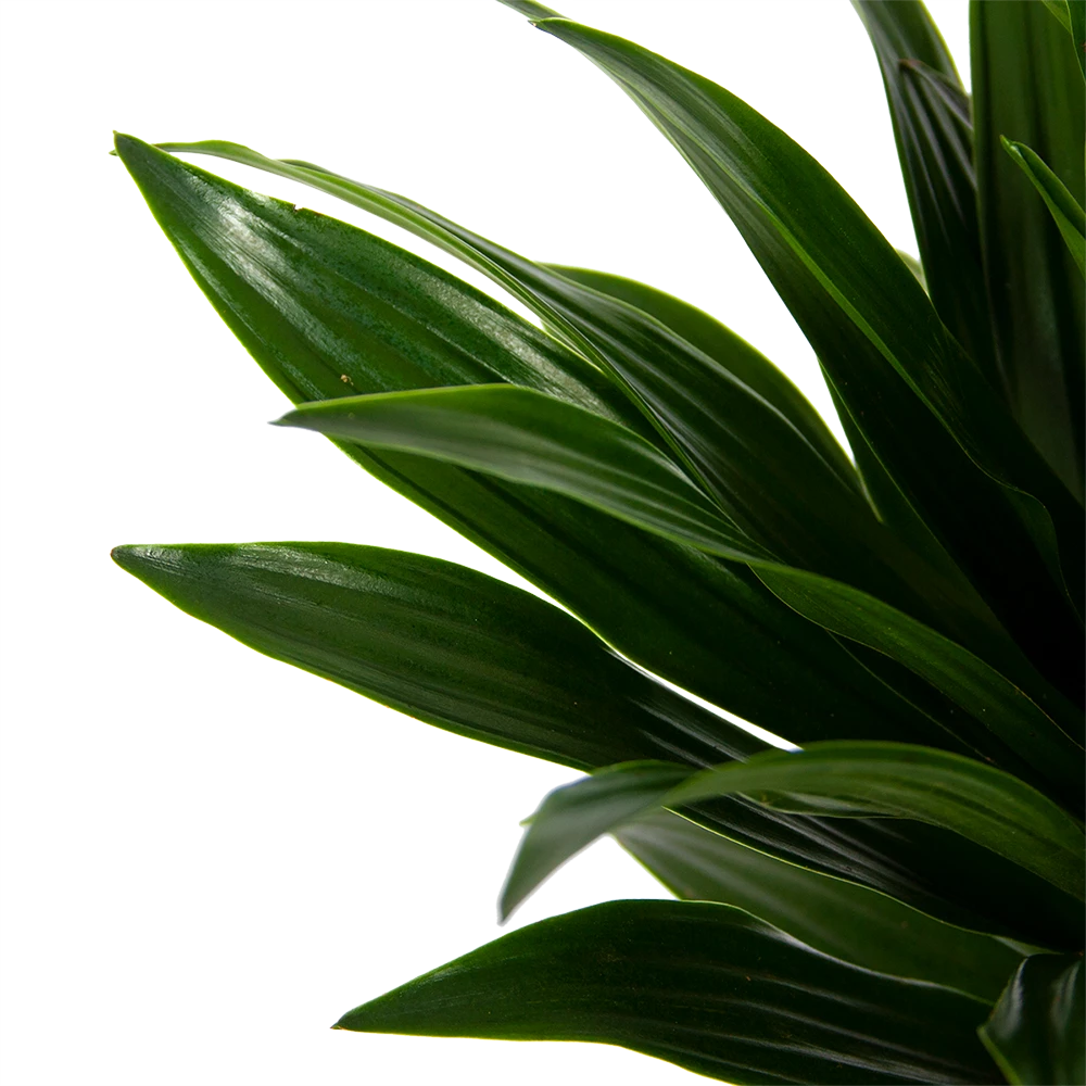 Dracaena Compacta - Op Stam - Drakenbloedboom - P21 H100 - Kamerplant 3 Dracaena Compacta - Op Stam - Drakenbloedboom - P21 H100 - Kamerplant - Afbeelding 3