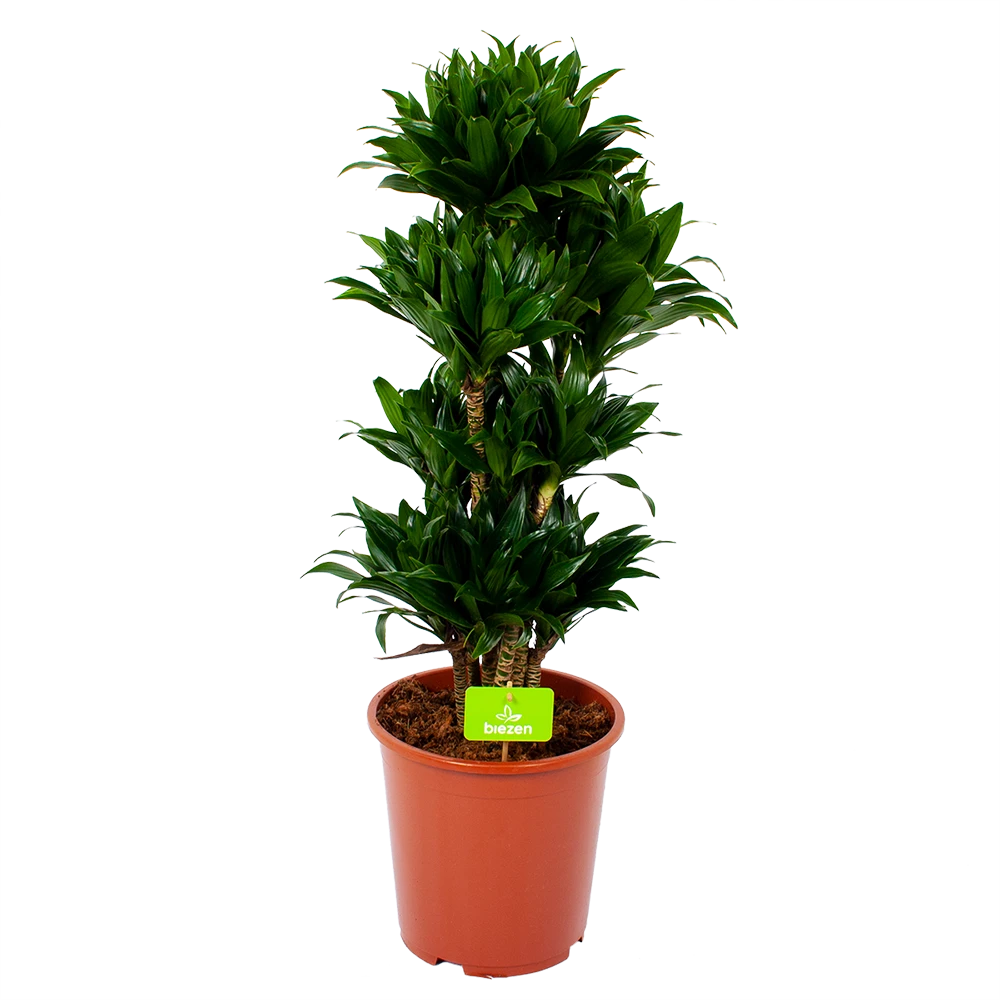 Dracaena Compacta - Vertakt - Drakenbloedboom - P27 H100 - Kamerplant 1 Dracaena Compacta - Vertakt - Drakenbloedboom - P27 H100 - Kamerplant