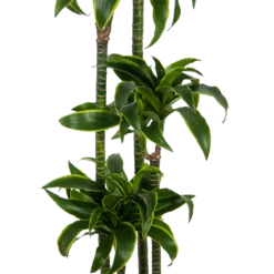 Dracaena Dorado - Op Stam - Drakenbloedboom - P27 H180 - Kamerplant -Goedkope Tuinbenodigdheden winkel dracaena dorado op stam drakenbloedboom p27 h180 kamerplant 2