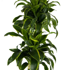 Dracaena Dorado - Op Stam - Drakenbloedboom - P27 H180 - Kamerplant -Goedkope Tuinbenodigdheden winkel dracaena dorado op stam drakenbloedboom p27 h180 kamerplant 3
