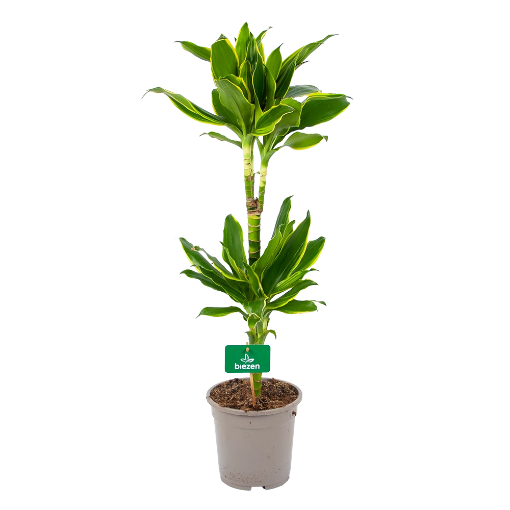 Dracaena Golden Coast - Op Stam - Drakenbloedboom - P19 H90 - Kamerplant 1 Dracaena Golden Coast - Op Stam - Drakenbloedboom - P19 H90 - Kamerplant