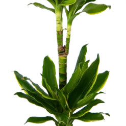 Dracaena Golden Coast - Op Stam - Drakenbloedboom - P19 H90 - Kamerplant 5 Dracaena Golden Coast - Op Stam - Drakenbloedboom - P19 H90 - Kamerplant -Goedkope Tuinbenodigdheden winkel dracaena golden coast op stam drakenbloedboom p19 h90 kamerplant 3