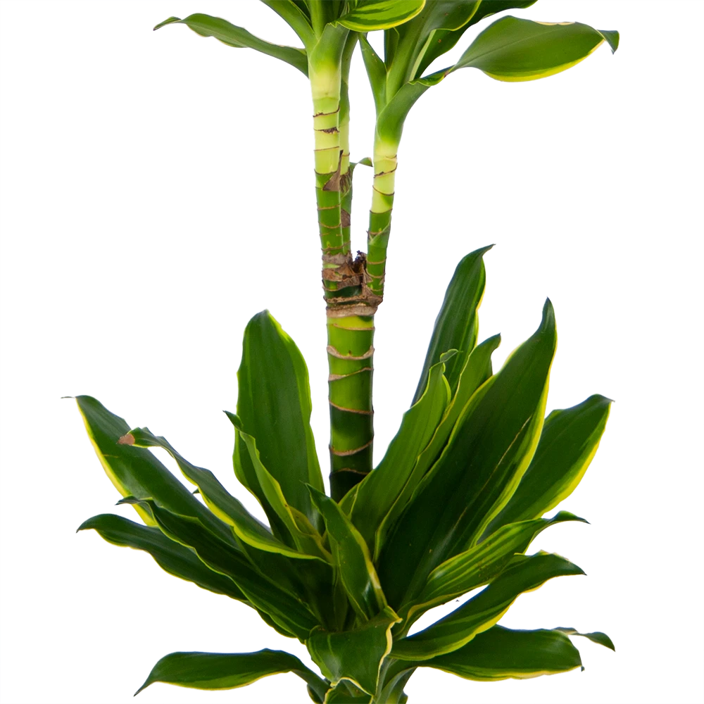 Dracaena Golden Coast - Op Stam - Drakenbloedboom - P19 H90 - Kamerplant 2 Dracaena Golden Coast - Op Stam - Drakenbloedboom - P19 H90 - Kamerplant - Afbeelding 2