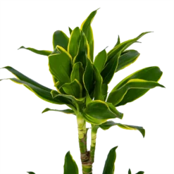 Dracaena Golden Coast - Op Stam - Drakenbloedboom - P19 H90 - Kamerplant 6 Dracaena Golden Coast - Op Stam - Drakenbloedboom - P19 H90 - Kamerplant -Goedkope Tuinbenodigdheden winkel dracaena golden coast op stam drakenbloedboom p19 h90 kamerplant 4