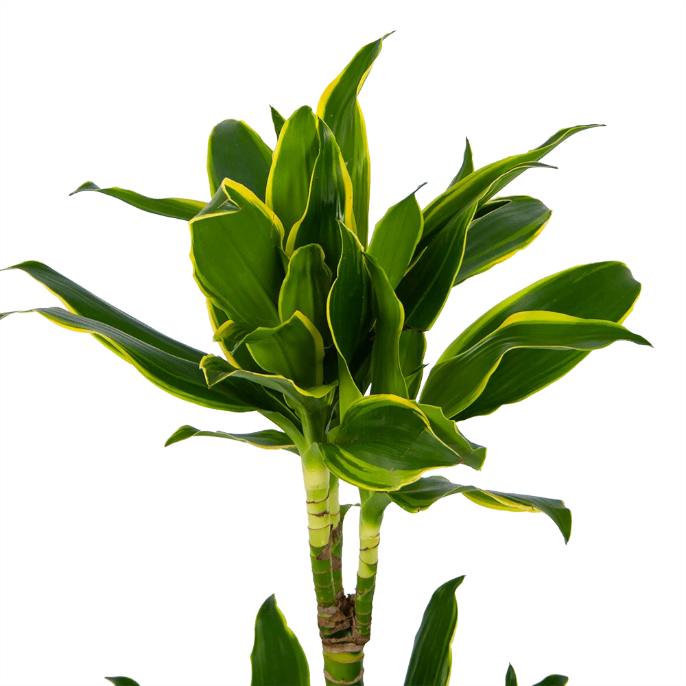 Dracaena Golden Coast - Op Stam - Drakenbloedboom - P19 H90 - Kamerplant 3 Dracaena Golden Coast - Op Stam - Drakenbloedboom - P19 H90 - Kamerplant - Afbeelding 3