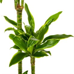 Dracaena Golden Coast - Op Stam - Drakenbloedboom - P24 H150 - Kamerplant -Goedkope Tuinbenodigdheden winkel dracaena golden coast op stam drakenbloedboom p24 h150 5 1