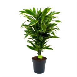 Dracaena Golden Coast - Vertakt - Drakenbloedboom - P21 H80 - Kamerplant