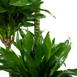 Dracaena Green Jewel - Op Stam - Drakenbloedboom - P28 H140 - Kamerplant -Goedkope Tuinbenodigdheden winkel dracaena green jewel op stam drakenbloedboom p28 h140 6