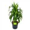 Dracaena Hawaiiana - Vertrakt - Drakenbloedboom - P21 H80 - Kamerplant