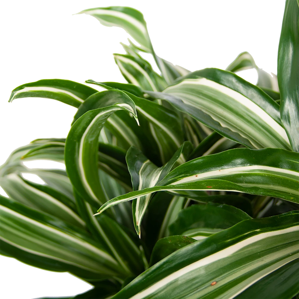 Dracaena Jade Jewel - Op Stam - Drakenbloedboom - P24 H100 - Kamerplant 2 Dracaena Jade Jewel - Op Stam - Drakenbloedboom - P24 H100 - Kamerplant - Afbeelding 2