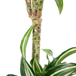 Dracaena Jade Jewel - Op Stam - Drakenbloedboom - P24 H100 - Kamerplant 8 Dracaena Jade Jewel - Op Stam - Drakenbloedboom - P24 H100 - Kamerplant -Goedkope Tuinbenodigdheden winkel dracaena jade jewel op stam drakenbloedboom p24 h100 6