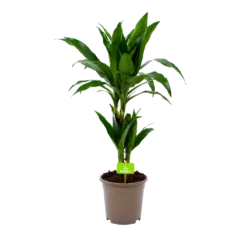 Dracaena Janet Craig - Op Stam - Drakenbloedboom - P17 H70 - Kamerplant