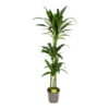 Dracaena Janet Craig - Op Stam - Drakenbloedboom - P24 H140 - Kamerplant