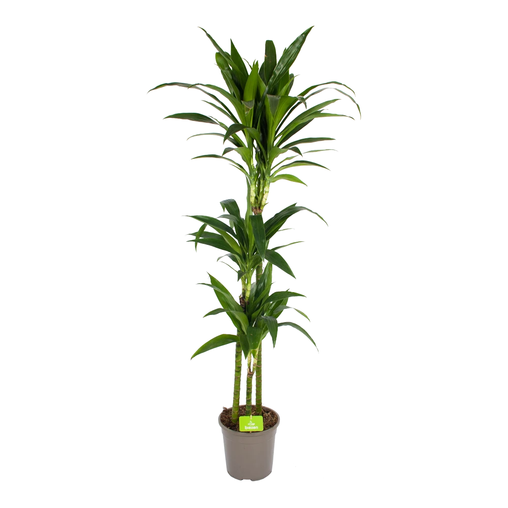 Dracaena Janet Craig - Op Stam - Drakenbloedboom - P24 H140 - Kamerplant 1 Dracaena Janet Craig - Op Stam - Drakenbloedboom - P24 H140 - Kamerplant