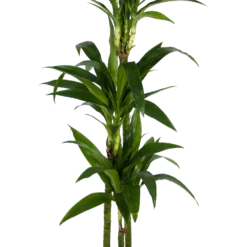 Dracaena Janet Craig - Op Stam - Drakenbloedboom - P24 H140 - Kamerplant 6 Dracaena Janet Craig - Op Stam - Drakenbloedboom - P24 H140 - Kamerplant -Goedkope Tuinbenodigdheden winkel dracaena janet craig op stam drakenbloedboom p24 h140 kamerplant 2