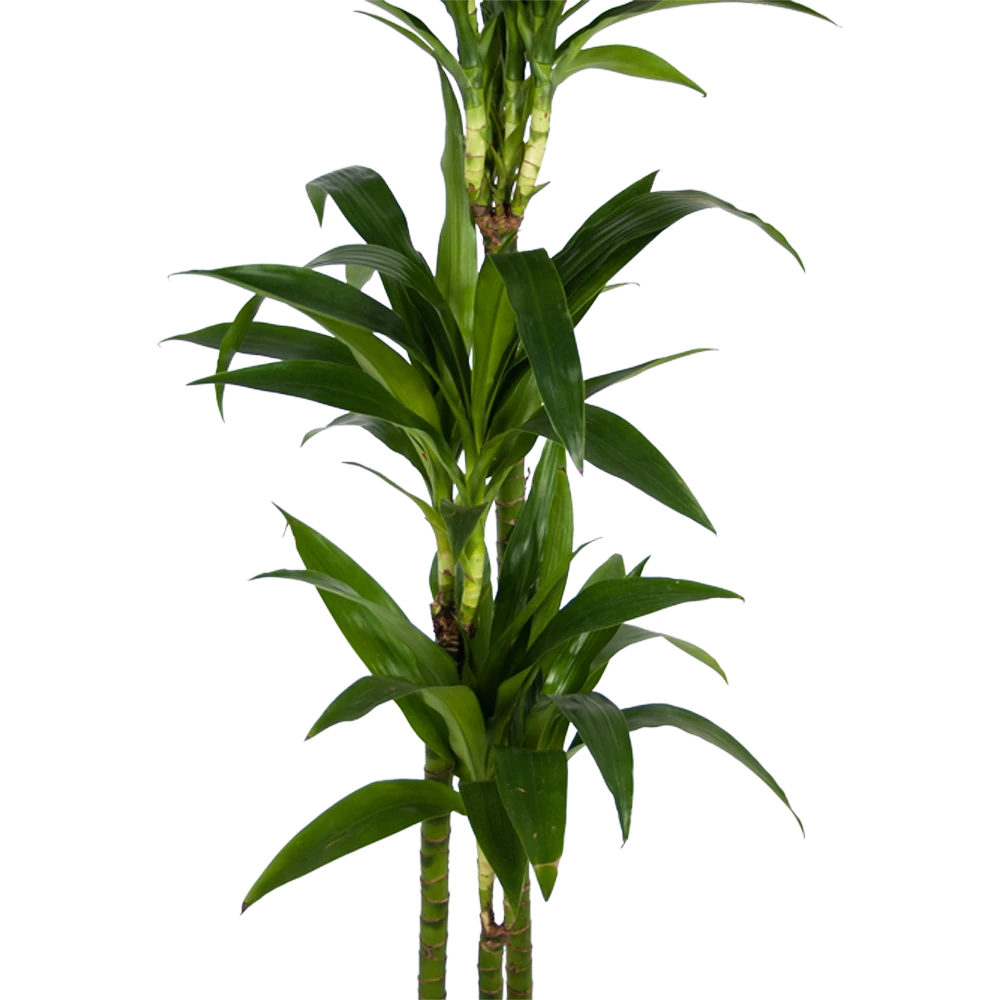 Dracaena Janet Craig - Op Stam - Drakenbloedboom - P24 H140 - Kamerplant 2 Dracaena Janet Craig - Op Stam - Drakenbloedboom - P24 H140 - Kamerplant - Afbeelding 2