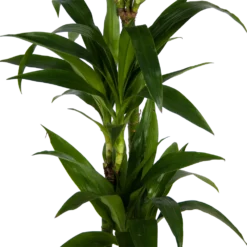 Dracaena Janet Craig - Op Stam - Drakenbloedboom - P24 H140 - Kamerplant 7 Dracaena Janet Craig - Op Stam - Drakenbloedboom - P24 H140 - Kamerplant -Goedkope Tuinbenodigdheden winkel dracaena janet craig op stam drakenbloedboom p24 h140 kamerplant 3