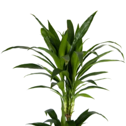 Dracaena Janet Craig - Op Stam - Drakenbloedboom - P24 H140 - Kamerplant 8 Dracaena Janet Craig - Op Stam - Drakenbloedboom - P24 H140 - Kamerplant -Goedkope Tuinbenodigdheden winkel dracaena janet craig op stam drakenbloedboom p24 h140 kamerplant 4