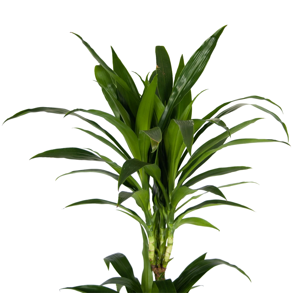 Dracaena Janet Craig - Op Stam - Drakenbloedboom - P24 H140 - Kamerplant 4 Dracaena Janet Craig - Op Stam - Drakenbloedboom - P24 H140 - Kamerplant - Afbeelding 4