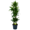 Dracaena Janet Craig - Op Stam - Drakenbloedboom - P34 H170 - Kamerplant
