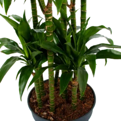 Dracaena Janet Craig - Op Stam - Drakenbloedboom - P34 H170 - Kamerplant -Goedkope Tuinbenodigdheden winkel dracaena janet craig op stam drakenbloedboom p34 h170 5 1