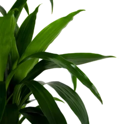 Dracaena Janet Craig - Op Stam - Drakenbloedboom - P34 H170 - Kamerplant -Goedkope Tuinbenodigdheden winkel dracaena janet craig op stam drakenbloedboom p34 h170 6 1