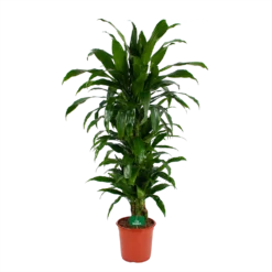 Dracaena Janet Craig - Vertrakt - Drakenbloedboom - P24 H110 - Kamerplant