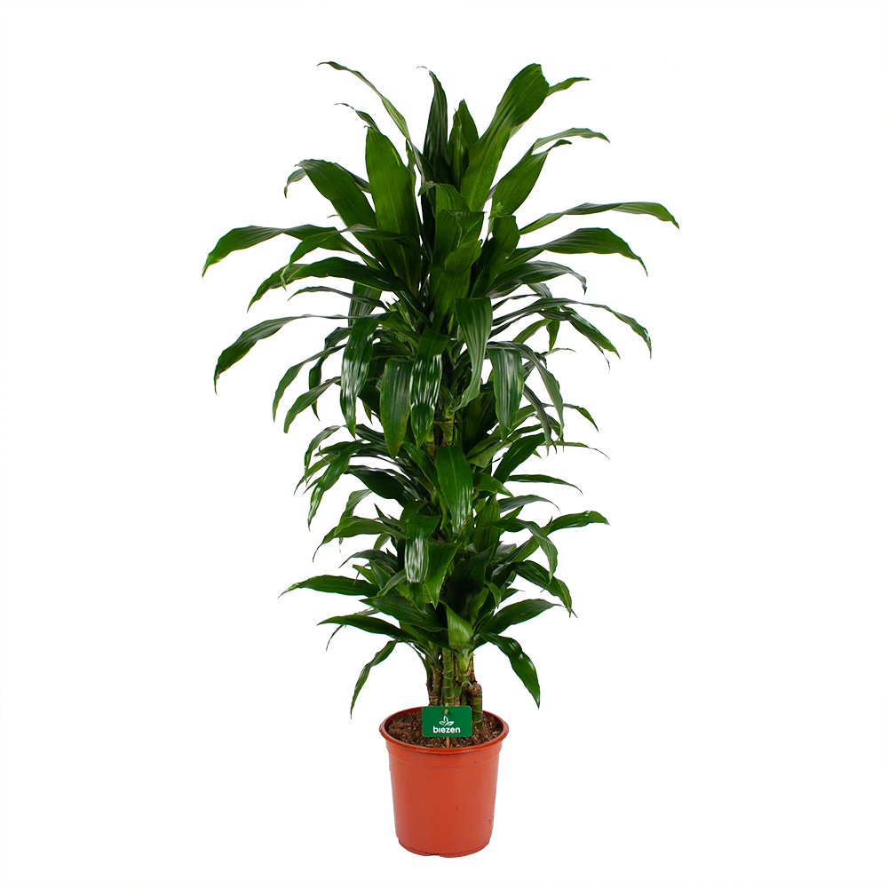 Dracaena Janet Craig - Vertrakt - Drakenbloedboom - P24 H110 - Kamerplant 1 Dracaena Janet Craig - Vertrakt - Drakenbloedboom - P24 H110 - Kamerplant