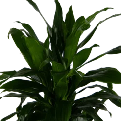 Dracaena Janet Craig - Vertrakt - Drakenbloedboom - P24 H110 - Kamerplant 6 Dracaena Janet Craig - Vertrakt - Drakenbloedboom - P24 H110 - Kamerplant -Goedkope Tuinbenodigdheden winkel dracaena janet craig vertrakt drakenbloedboom p24 h110 kamerplant 4