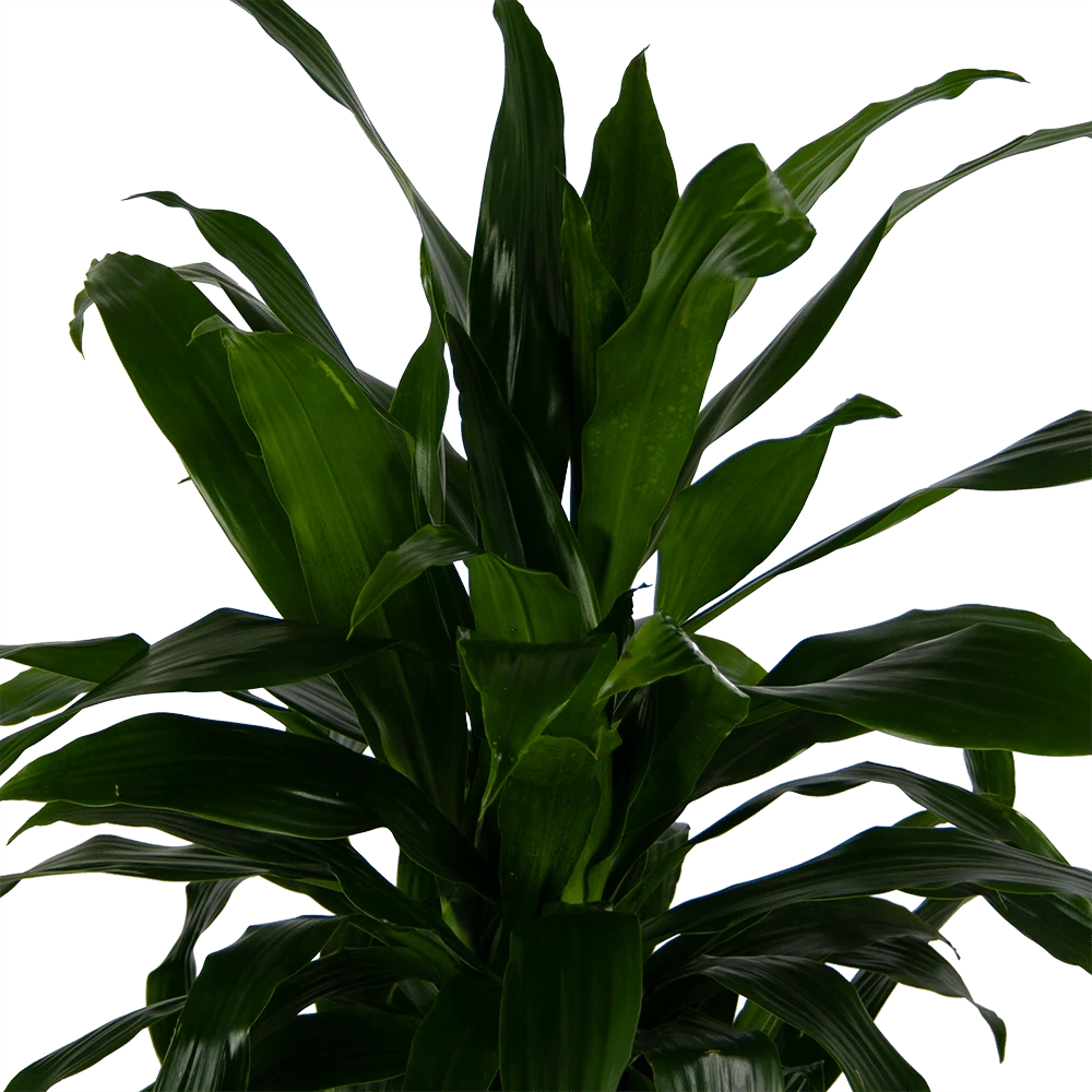 Dracaena Janet Craig - Vertrakt - Drakenbloedboom - P24 H110 - Kamerplant 3 Dracaena Janet Craig - Vertrakt - Drakenbloedboom - P24 H110 - Kamerplant - Afbeelding 3
