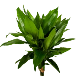 Dracaena Janet Lind - Op Stam - Drakenbloedboom - P21 H100 - Kamerplant -Goedkope Tuinbenodigdheden winkel dracaena janet lind op stam drakenbloedboom p21 h100 5 1