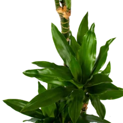Dracaena Janet Lind - Op Stam - Drakenbloedboom - P21 H100 - Kamerplant -Goedkope Tuinbenodigdheden winkel dracaena janet lind op stam drakenbloedboom p21 h100 6 1
