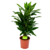 Dracaena Janet Lind - Vertakt - Drakenbloedboom - P21 H80 - Kamerplant