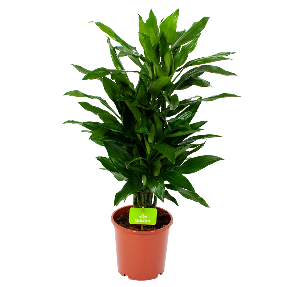 Dracaena Janet Lind - Vertakt - Drakenbloedboom - P21 H80 - Kamerplant 1 Dracaena Janet Lind - Vertakt - Drakenbloedboom - P21 H80 - Kamerplant