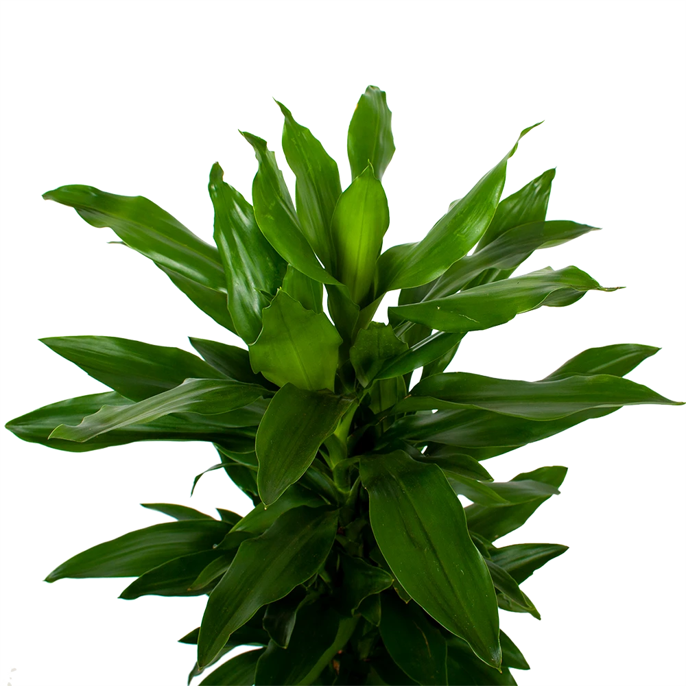 Dracaena Janet Lind - Vertakt - Drakenbloedboom - P21 H80 - Kamerplant 2 Dracaena Janet Lind - Vertakt - Drakenbloedboom - P21 H80 - Kamerplant - Afbeelding 2