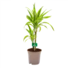 Dracaena Lemon Lime - Op Stam - Drakenbloedboom - P17 H65 - Kamerplant